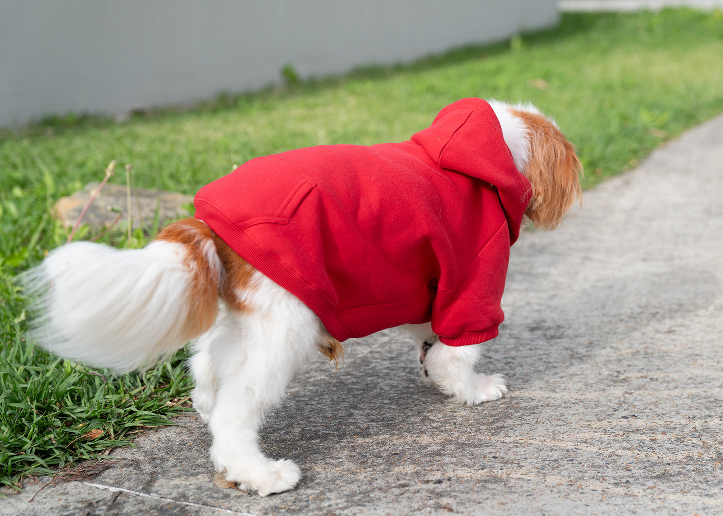 Ramo Dog Hoodies-(F377DG)